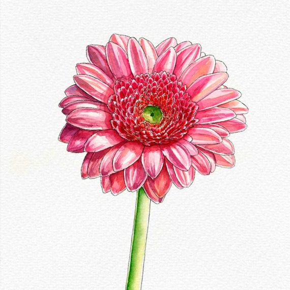 Watercolor botanical art illustration on paper by Raquel Saavedra - Pink Flower